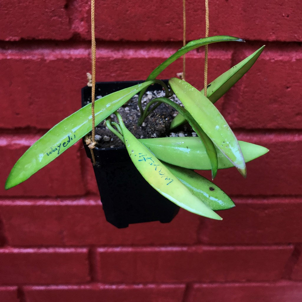 Hoya Wayetii Plant - myBageecha