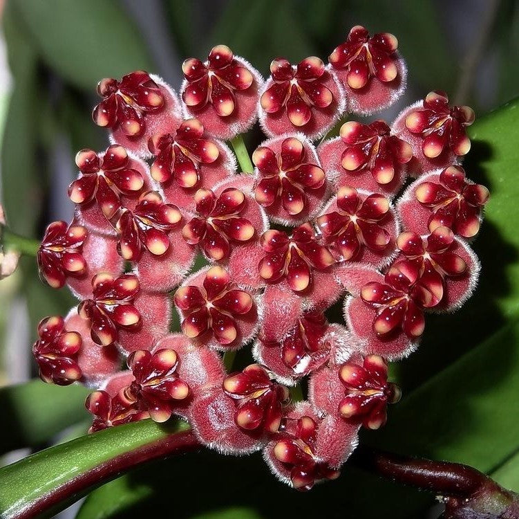 Hoya Wayetii Plant - myBageecha