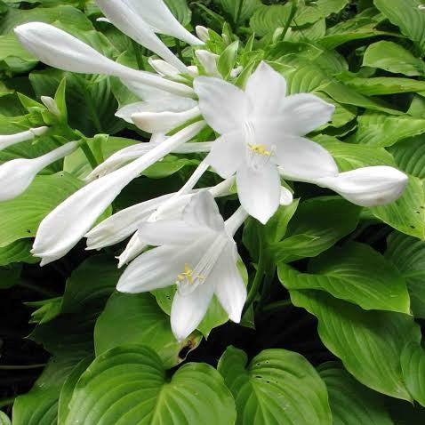 Hosta Funkia White - myBageecha