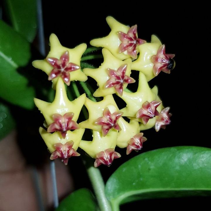 Hoya Densifolia f. dark Plant - myBageecha