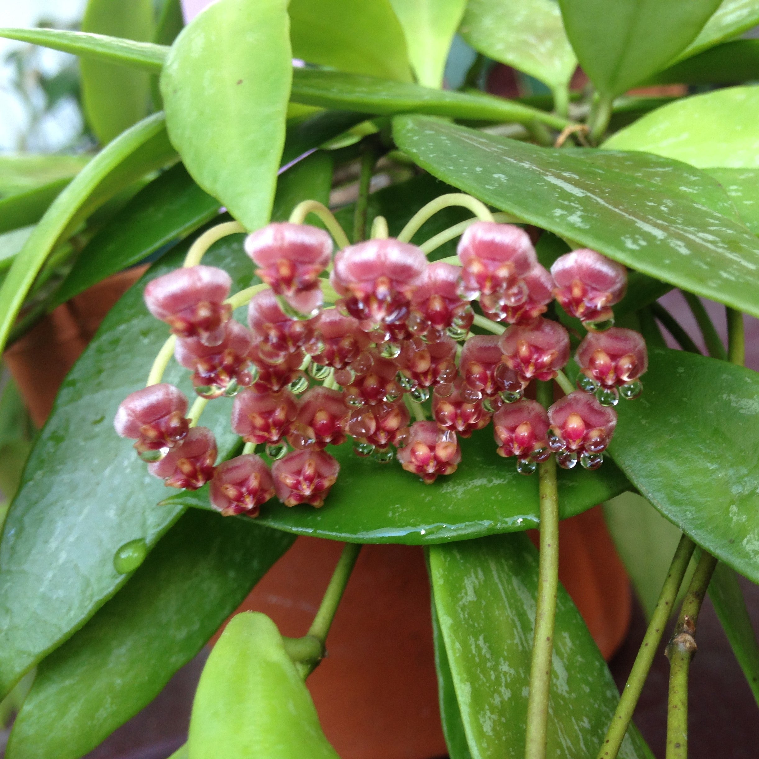 Hoya Memoria Plant - myBageecha