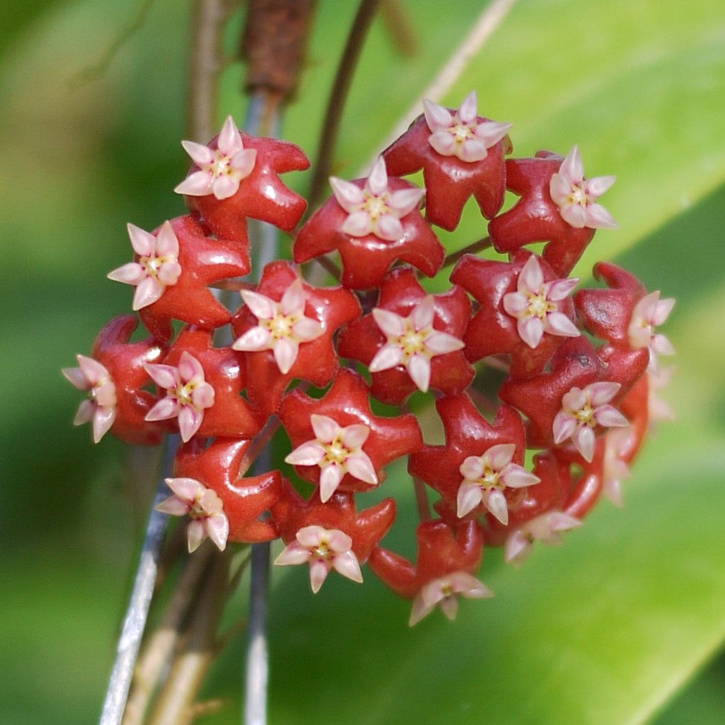 Hoya Affinis Plant - myBageecha