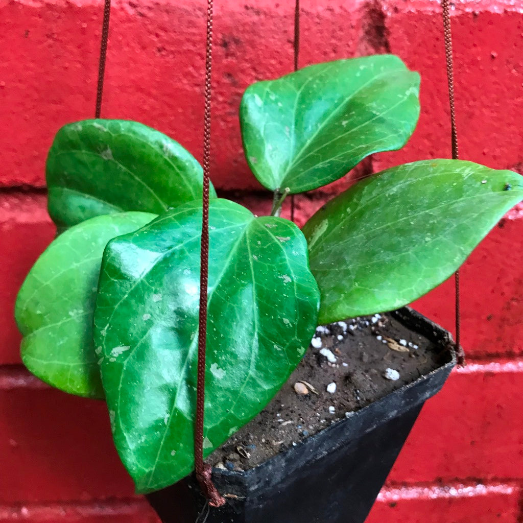 Hoya Balaensis Plant - myBageecha