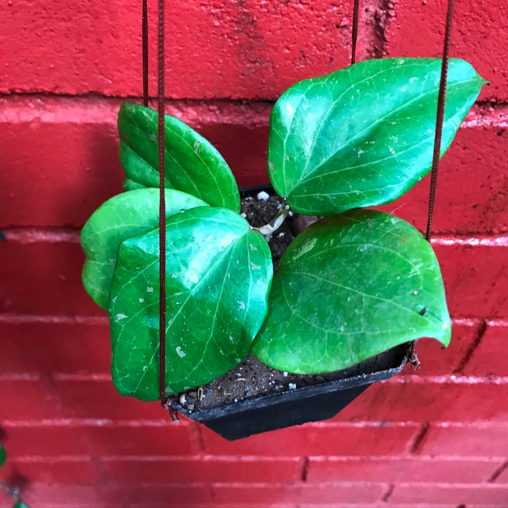 Hoya Balaensis Plant - myBageecha