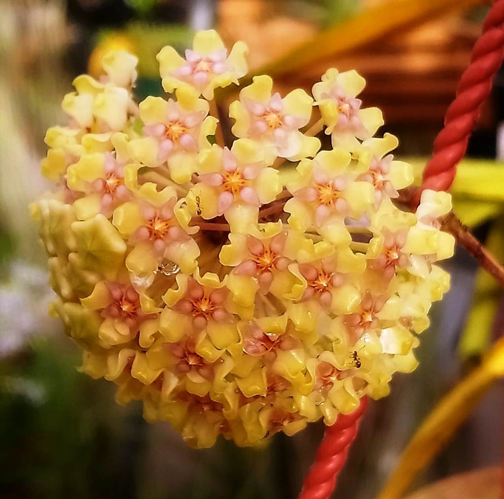 Hoya Balaensis Plant - myBageecha