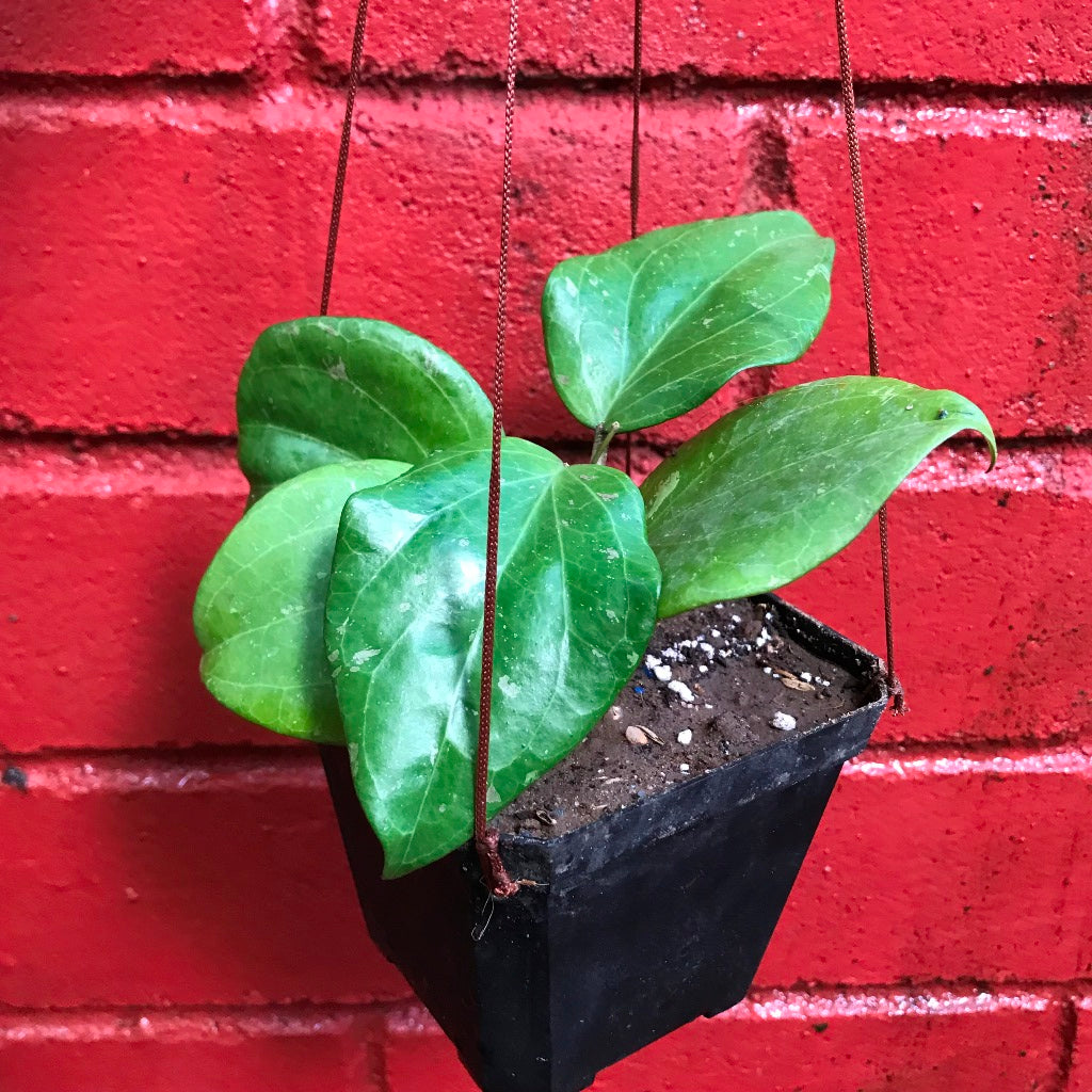 Hoya Balaensis Plant - myBageecha