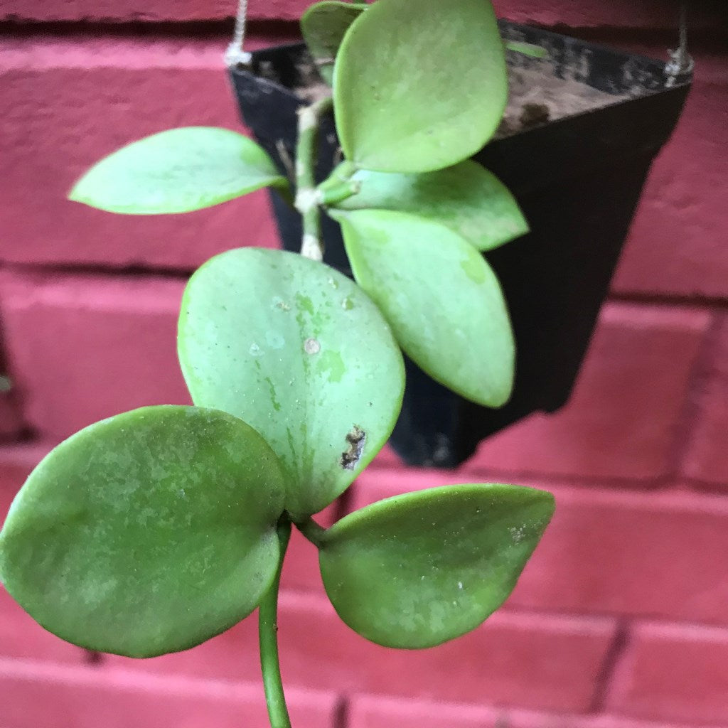 Hoya Biakensis Plant - myBageecha