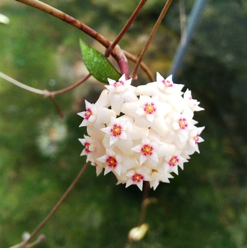 Hoya Bogor Plant - myBageecha