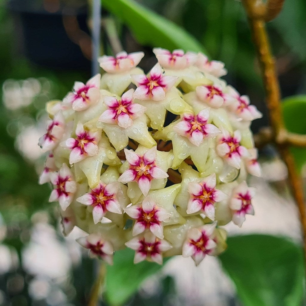 Hoya Bulusan Plant - myBageecha