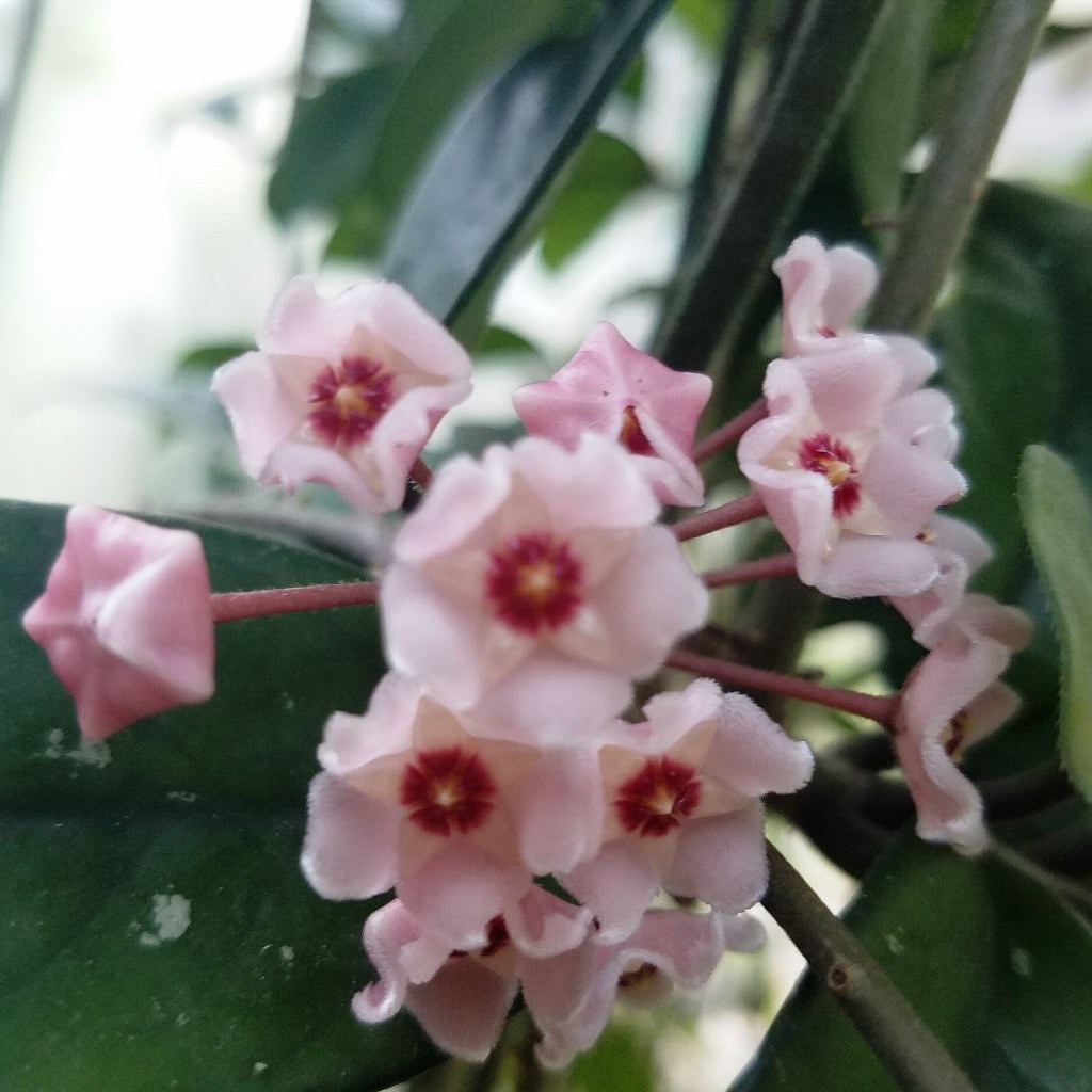Hoya Dasyantha Plant - myBageecha