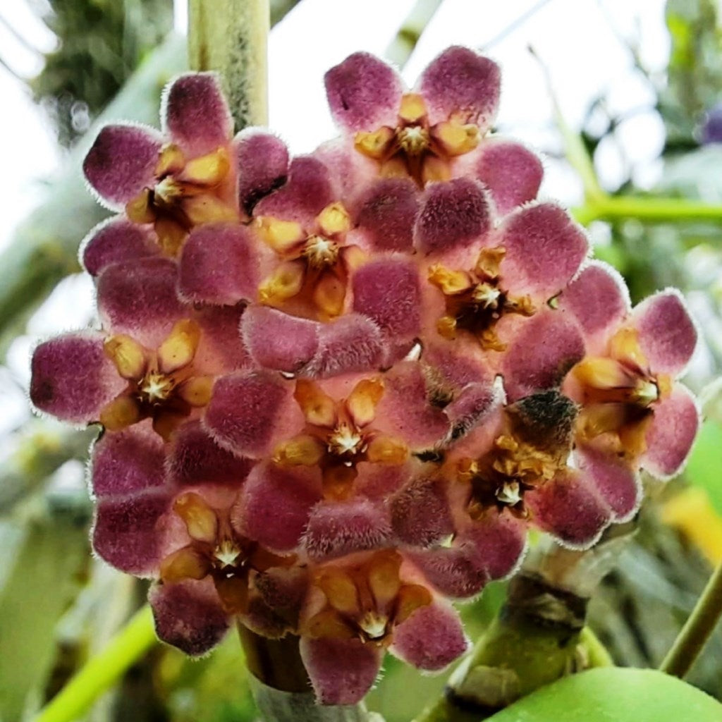 Hoya Davidcummingii Plant - myBageecha