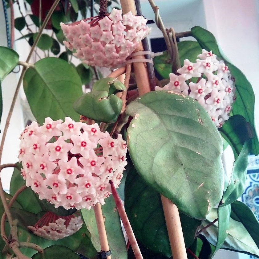 Hoya Fungii Plant - myBageecha
