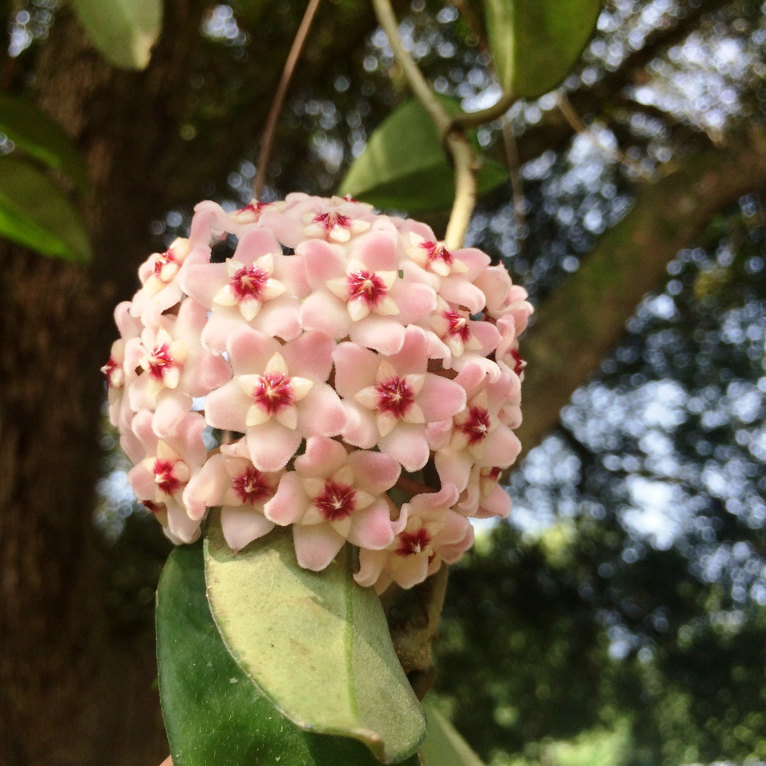 Hoya Fungii Plant - myBageecha