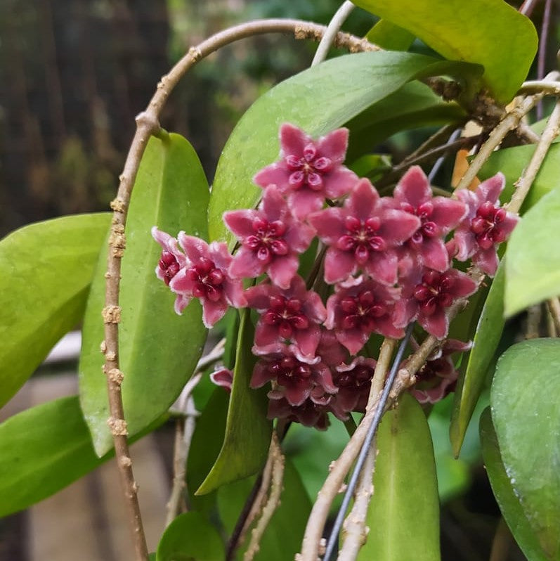 Hoya Globulifera Plant - myBageecha
