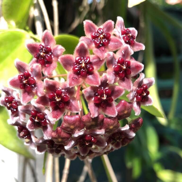 Hoya Globulifera Plant - myBageecha