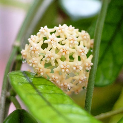 Hoya Globulosa Plant - myBageecha