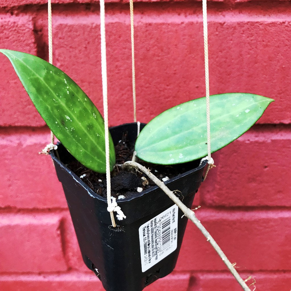 Hoya Hanhiae Pink Plant - myBageecha