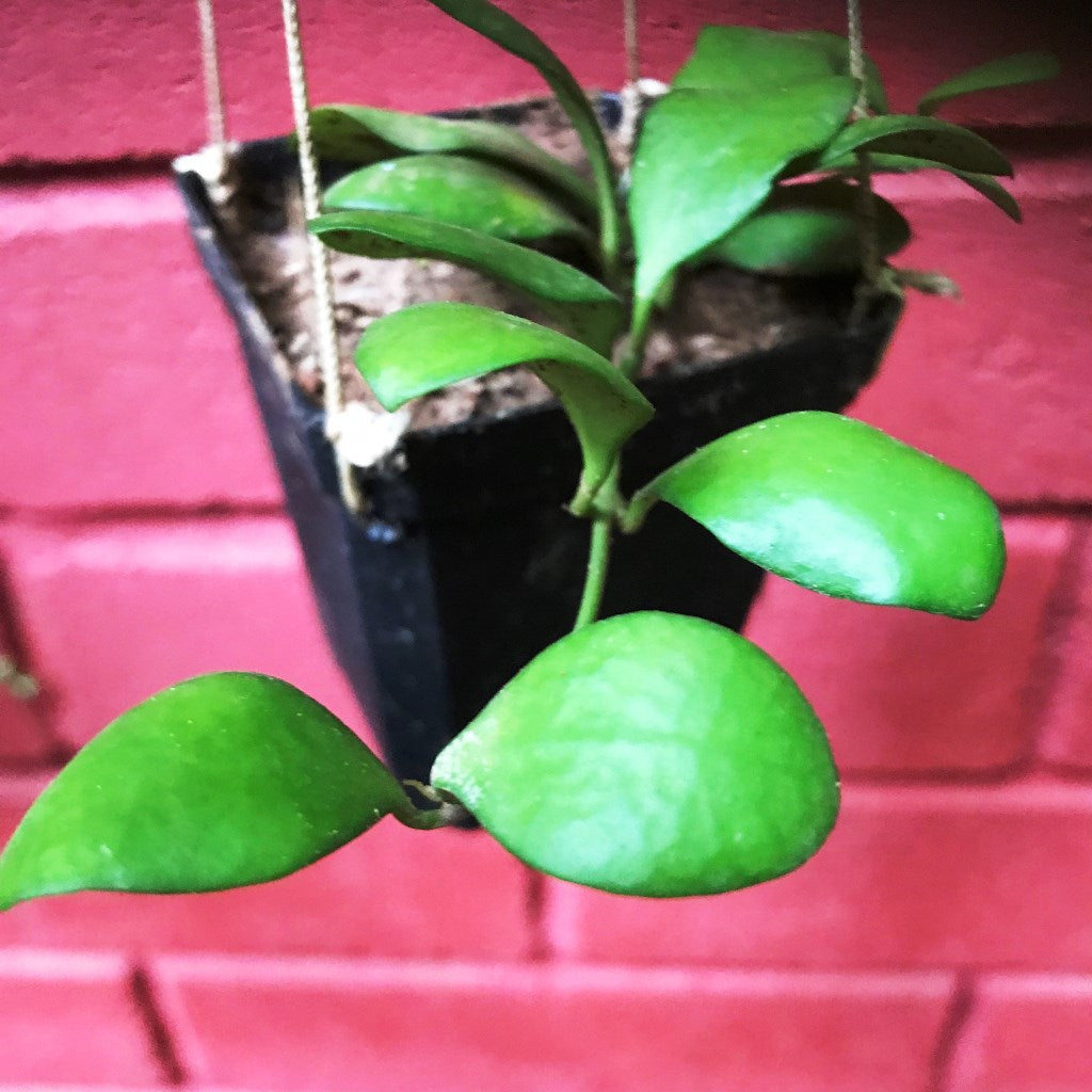 Hoya Heuschkeliana Yellow Plant - myBageecha