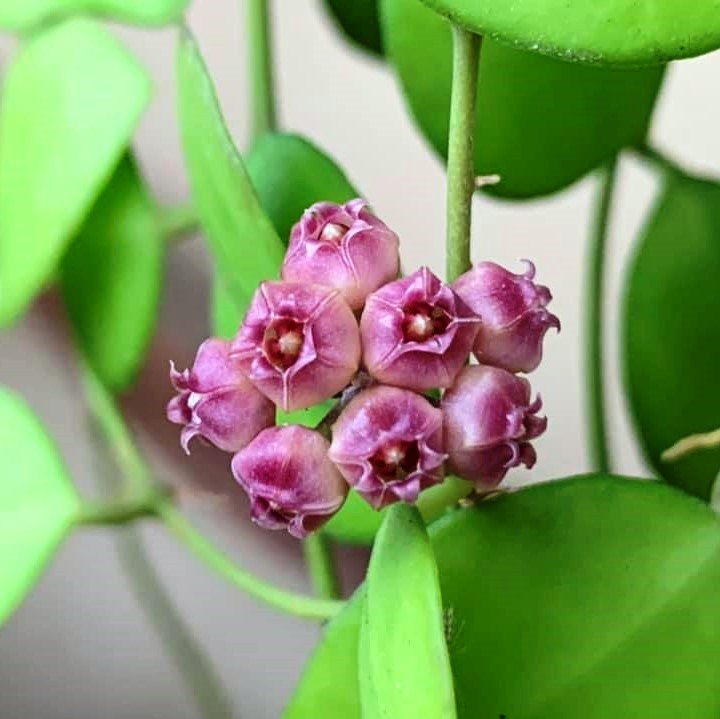 Hoya Heuschkeliana Pink Plant - myBageecha