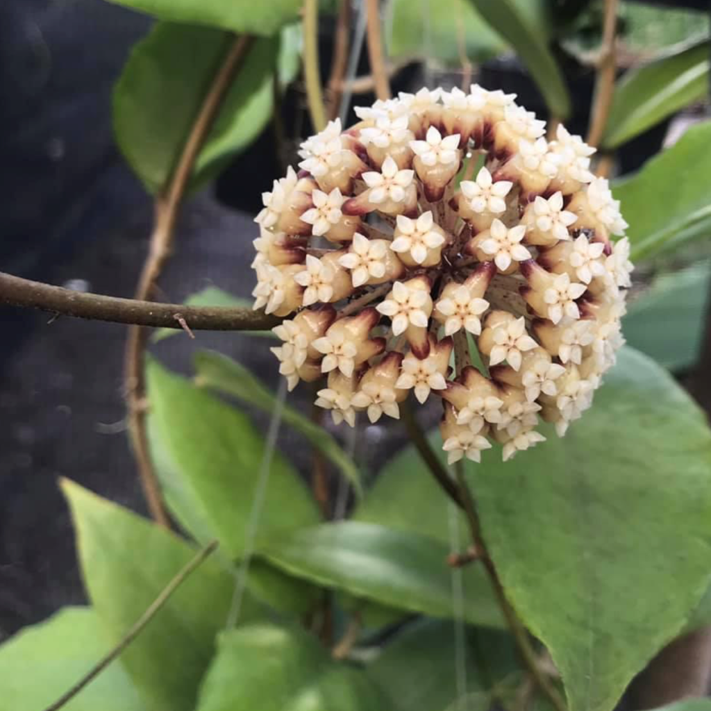 Hoya Incrassata Plant - myBageecha