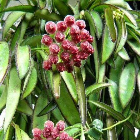 Hoya Kentiana Green Plant - myBageecha