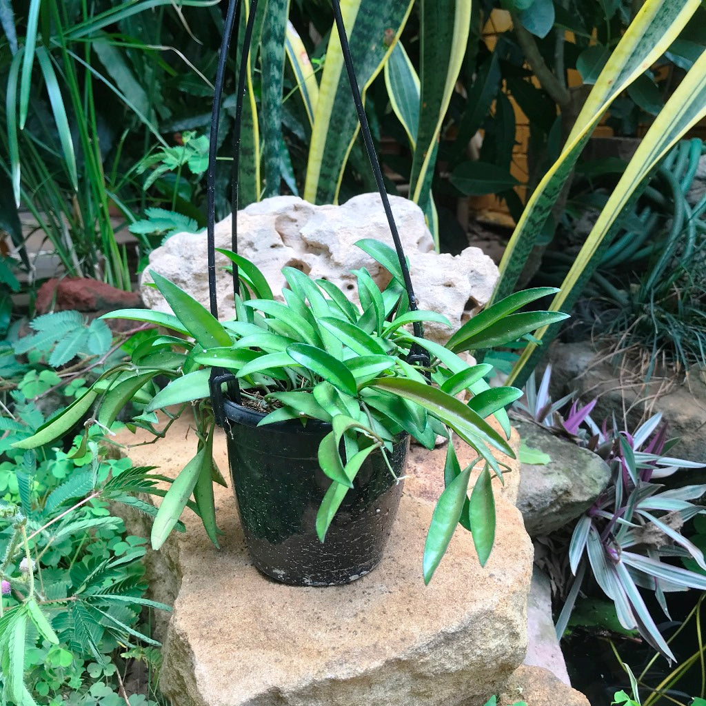 Hoya Kentiana Green Plant - myBageecha