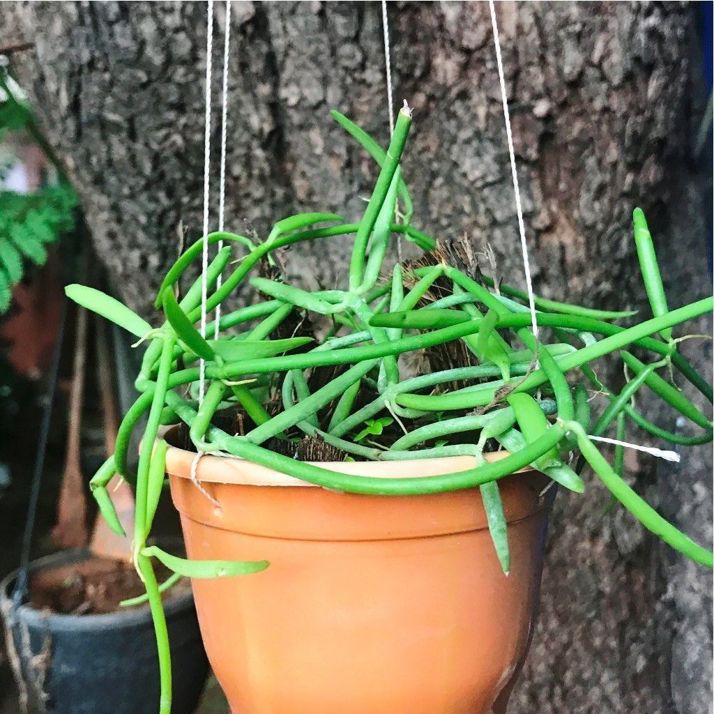 Dischidia Bengalensis Plant - myBageecha