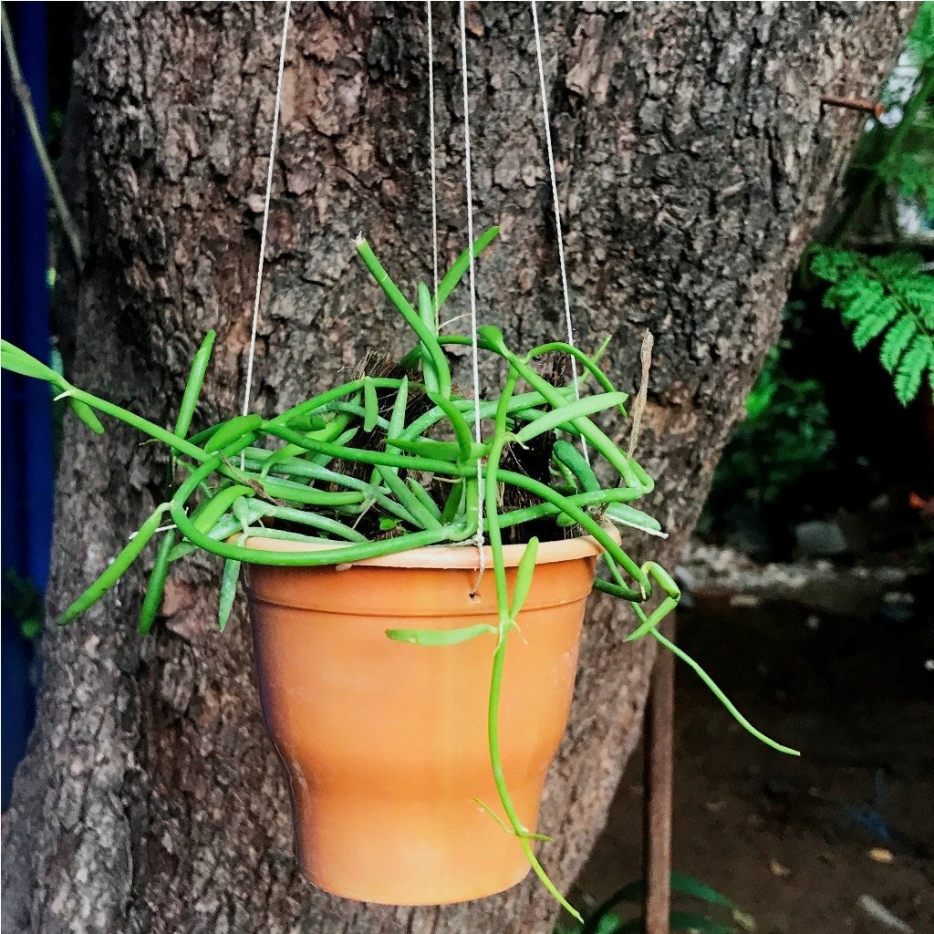 Dischidia Bengalensis Plant - myBageecha