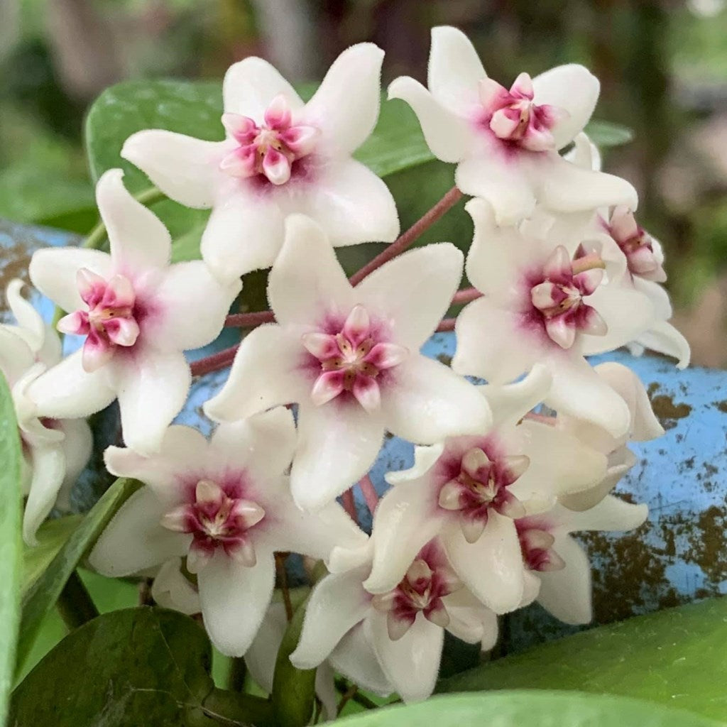 Hoya Naumanii Plant - myBageecha