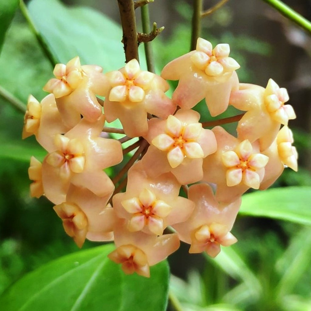 Hoya Neoebudica Plant - myBageecha