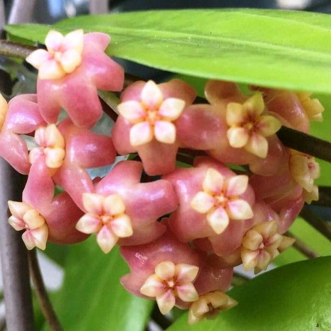 Hoya Neoebudica Plant - myBageecha