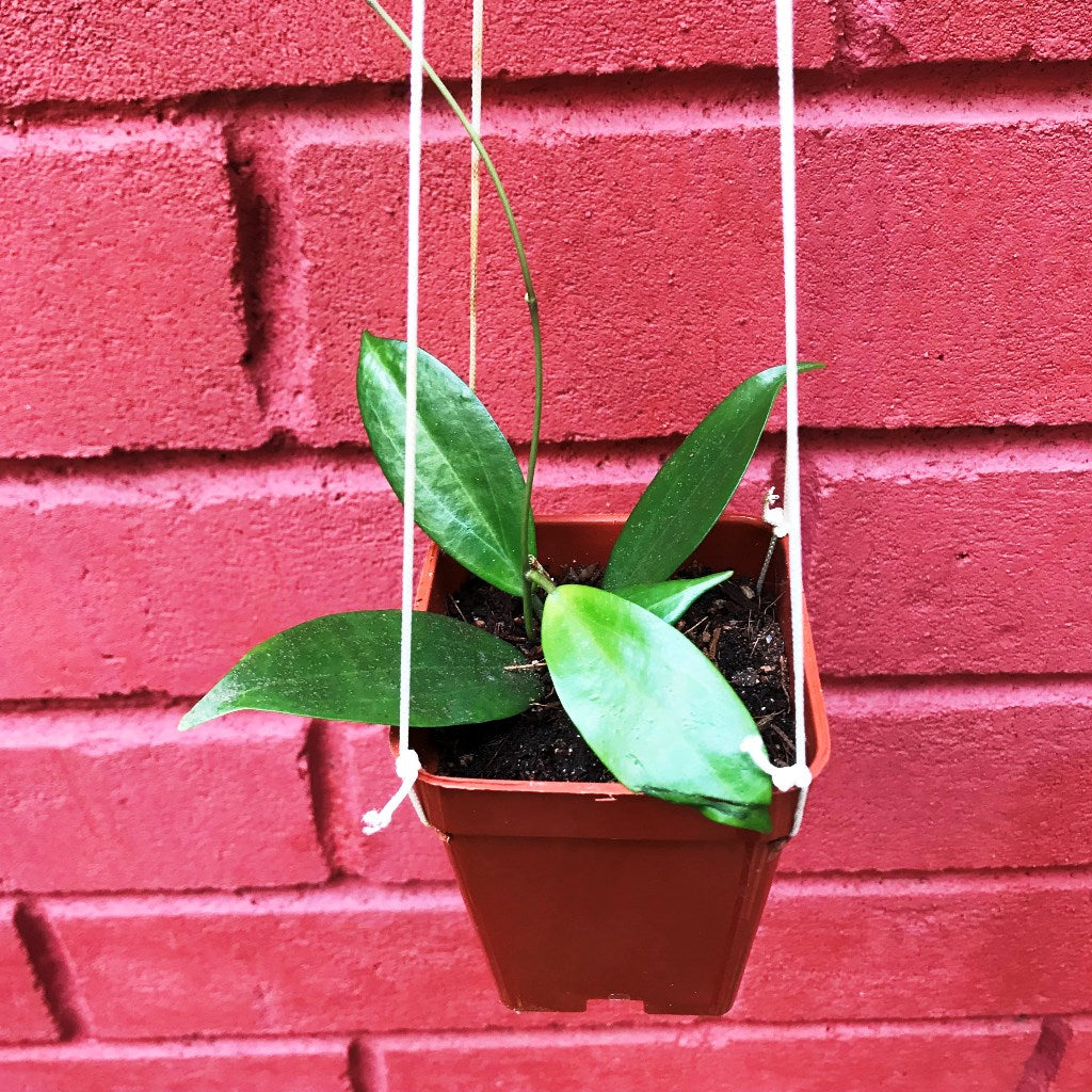 Hoya Neoebudica Plant - myBageecha