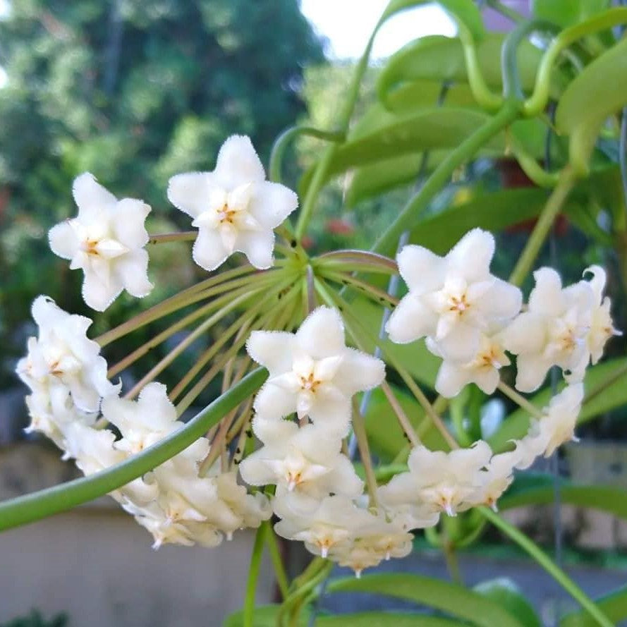 Hoya pubicalyx White Dragon Plant - myBageecha