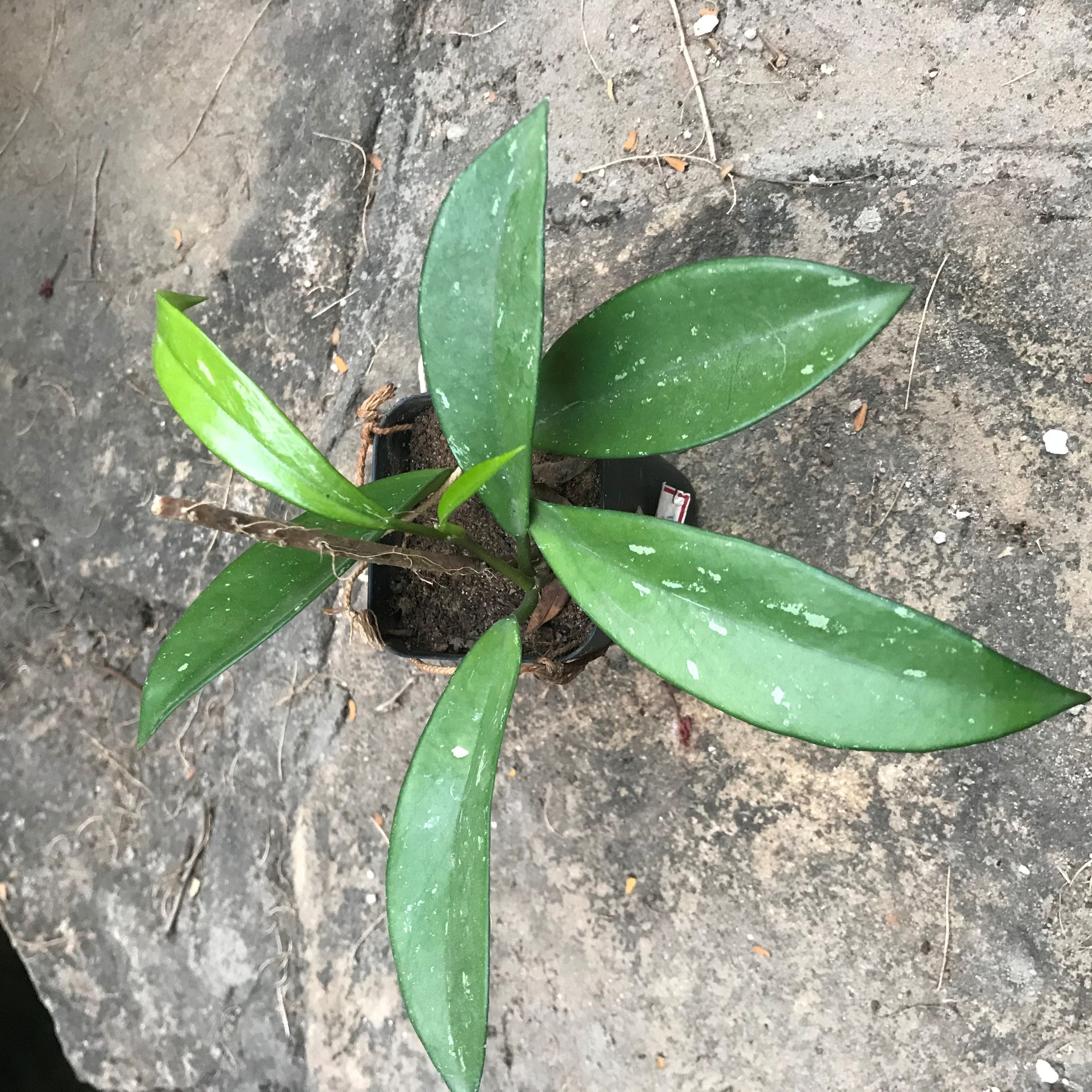 Hoya Pubicalyx Red Buttons Plant - myBageecha