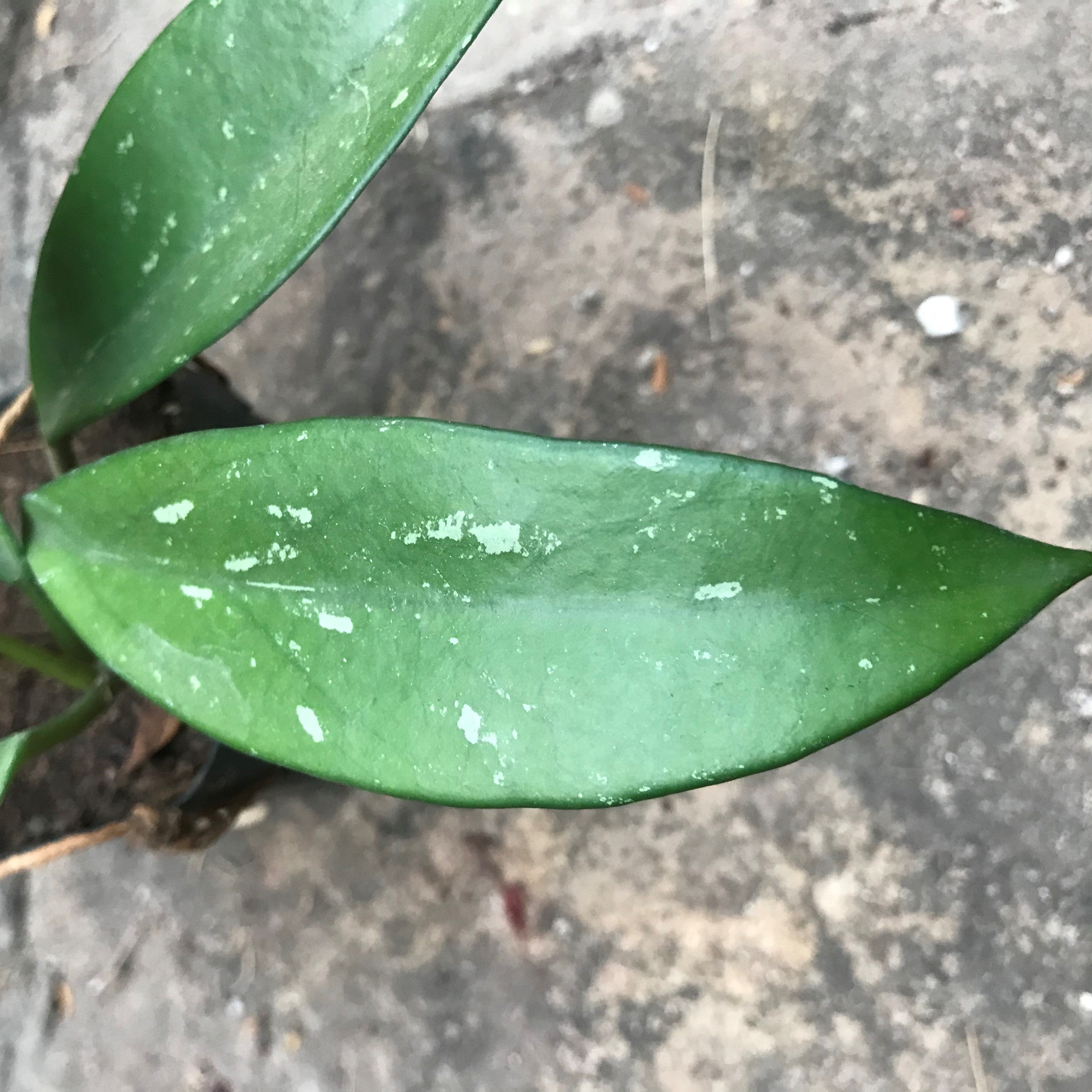 Hoya Pubicalyx Red Buttons Plant - myBageecha