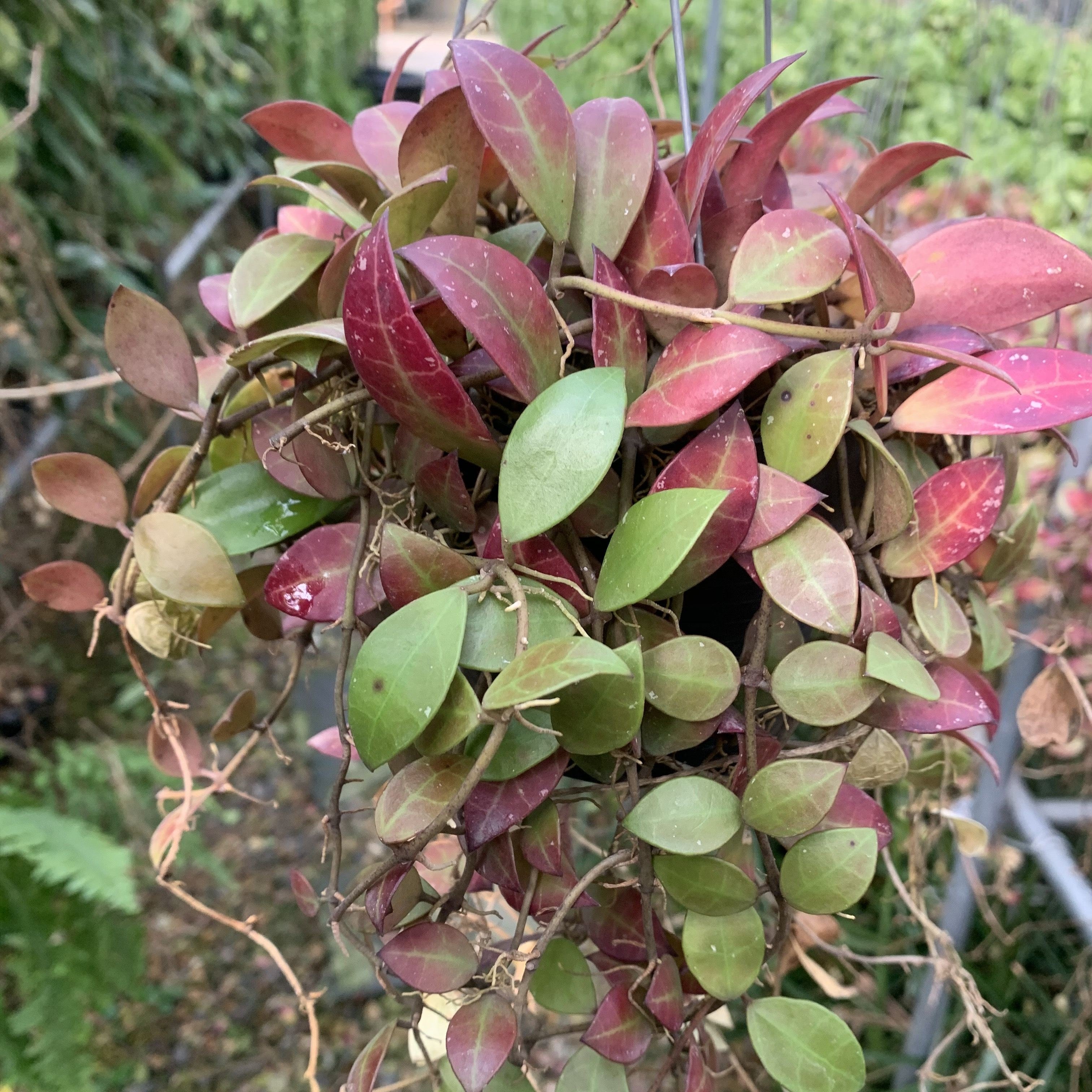 Hoya Sipitangensis Plant - myBageecha