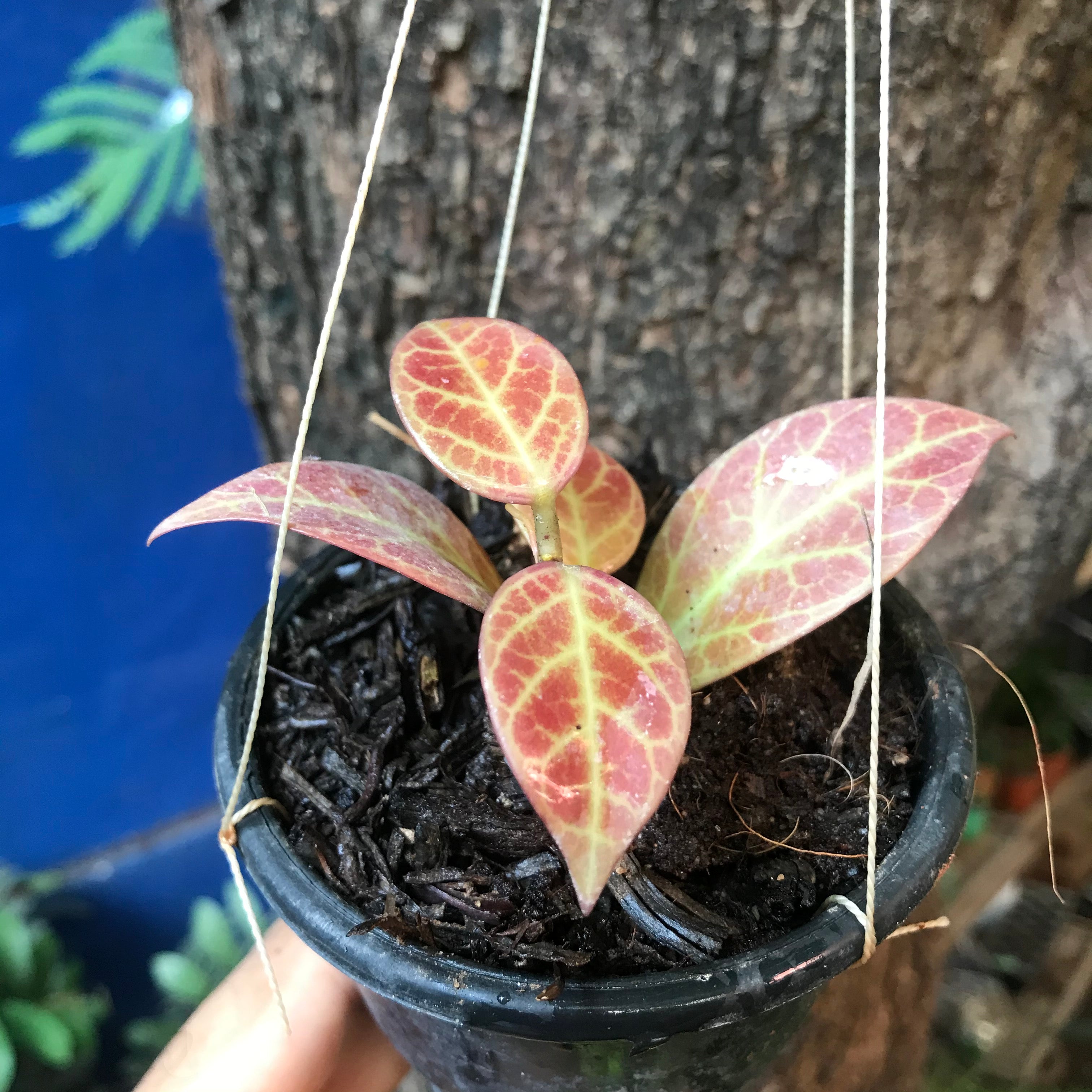 Hoya Obscura Sunrise Plant - myBageecha