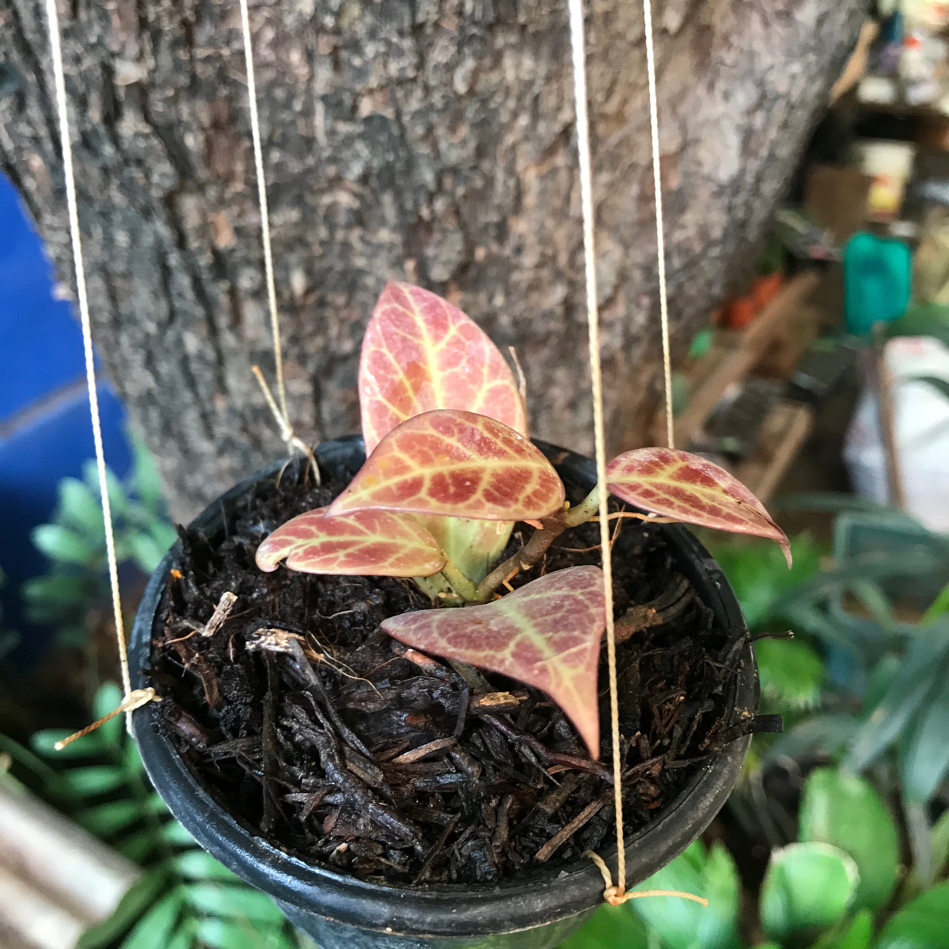 Hoya Obscura Sunrise Plant - myBageecha