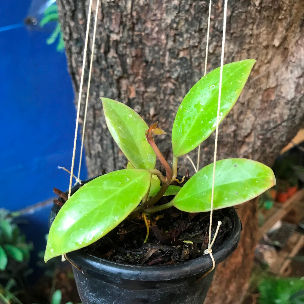 Hoya Obscura Sunrise Plant - myBageecha