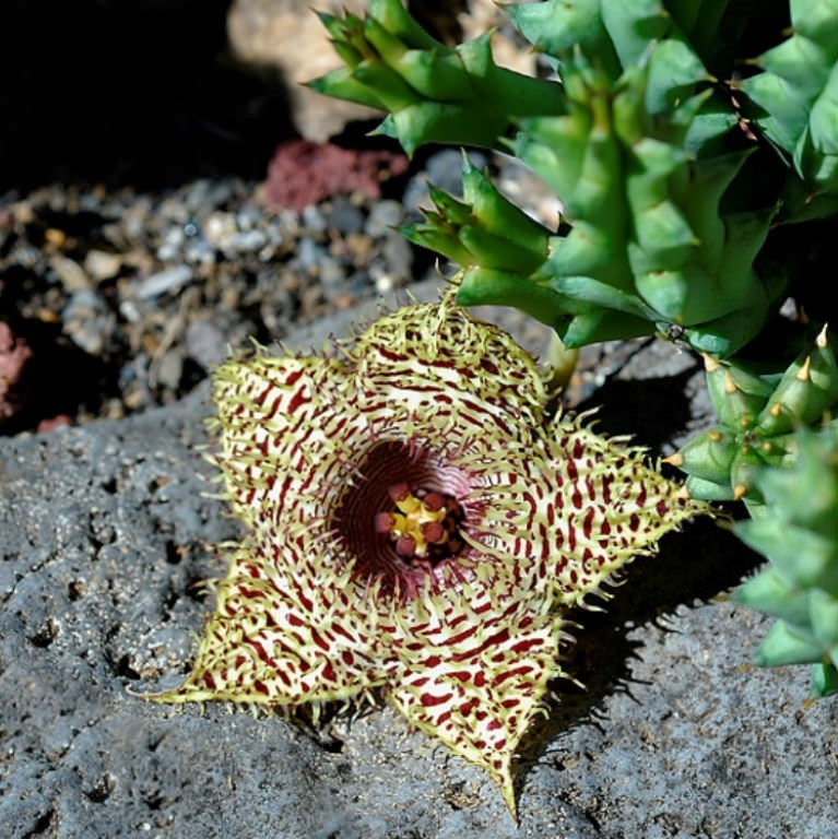 Huernia Hystrix Succulent Plant - myBageecha