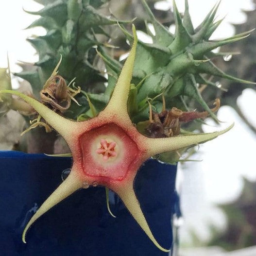 Huernia Verekeri Succulent Plant - myBageecha