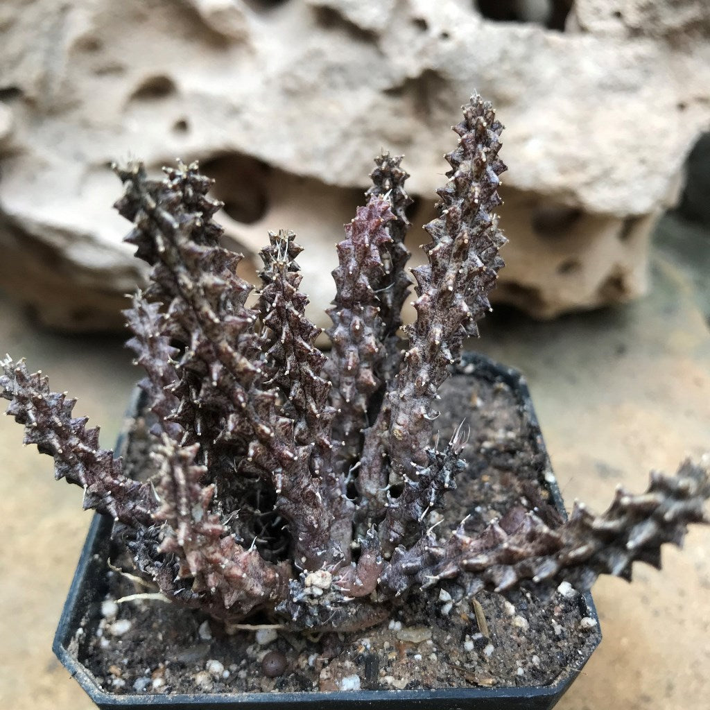 Huernia Erinacea Succulent Plant - myBageecha