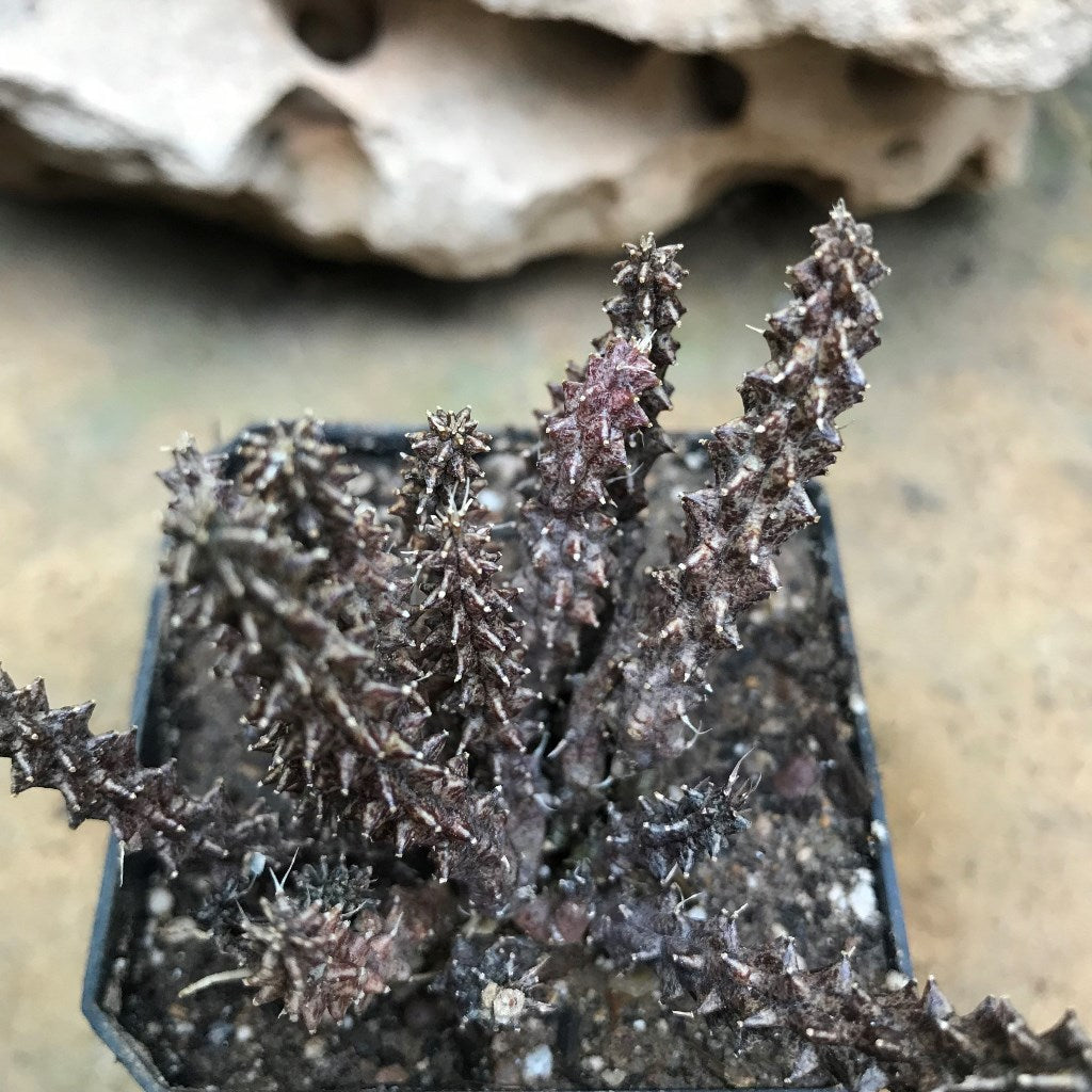 Huernia Erinacea Succulent Plant - myBageecha