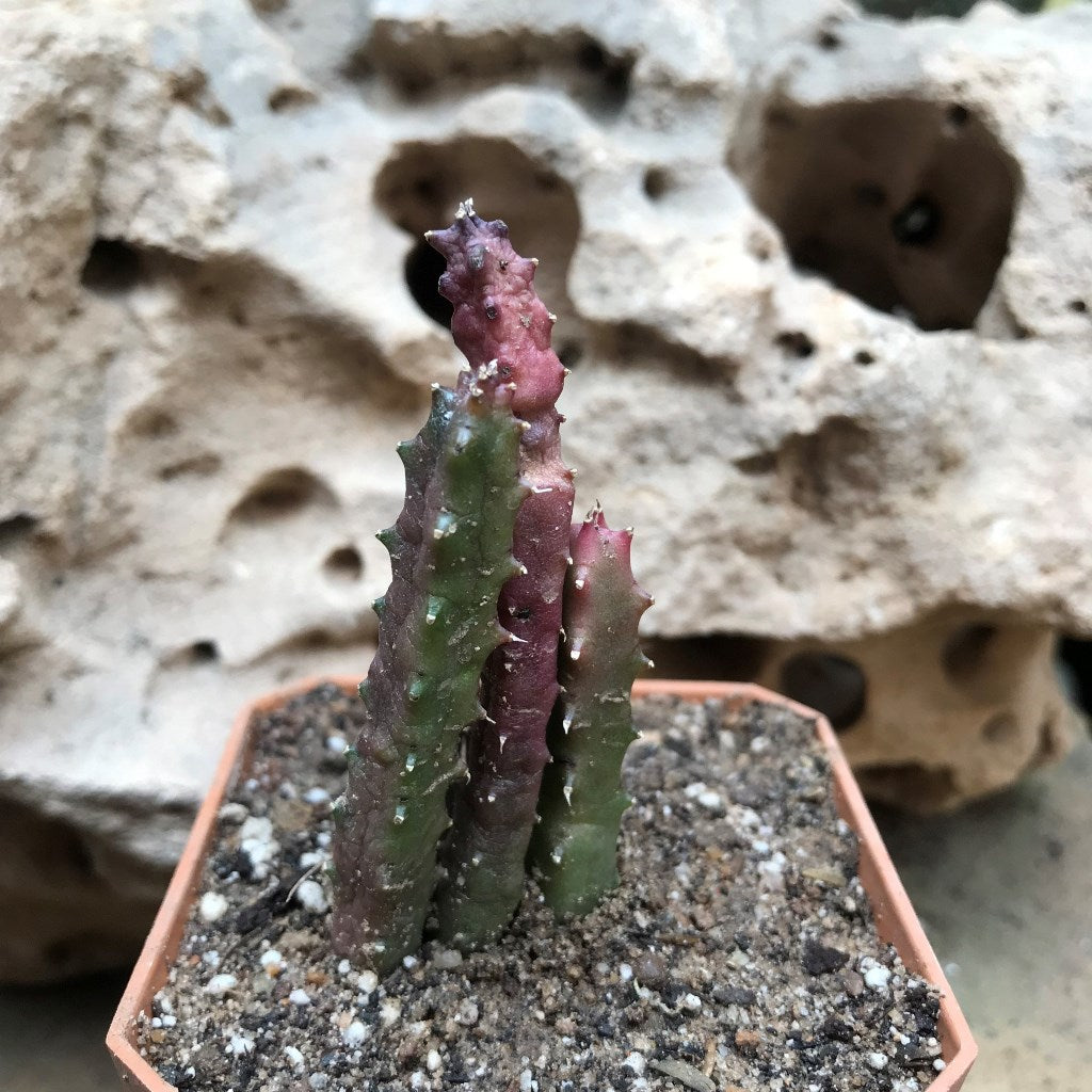 Huernia Hislopii Succulent Plant - myBageecha