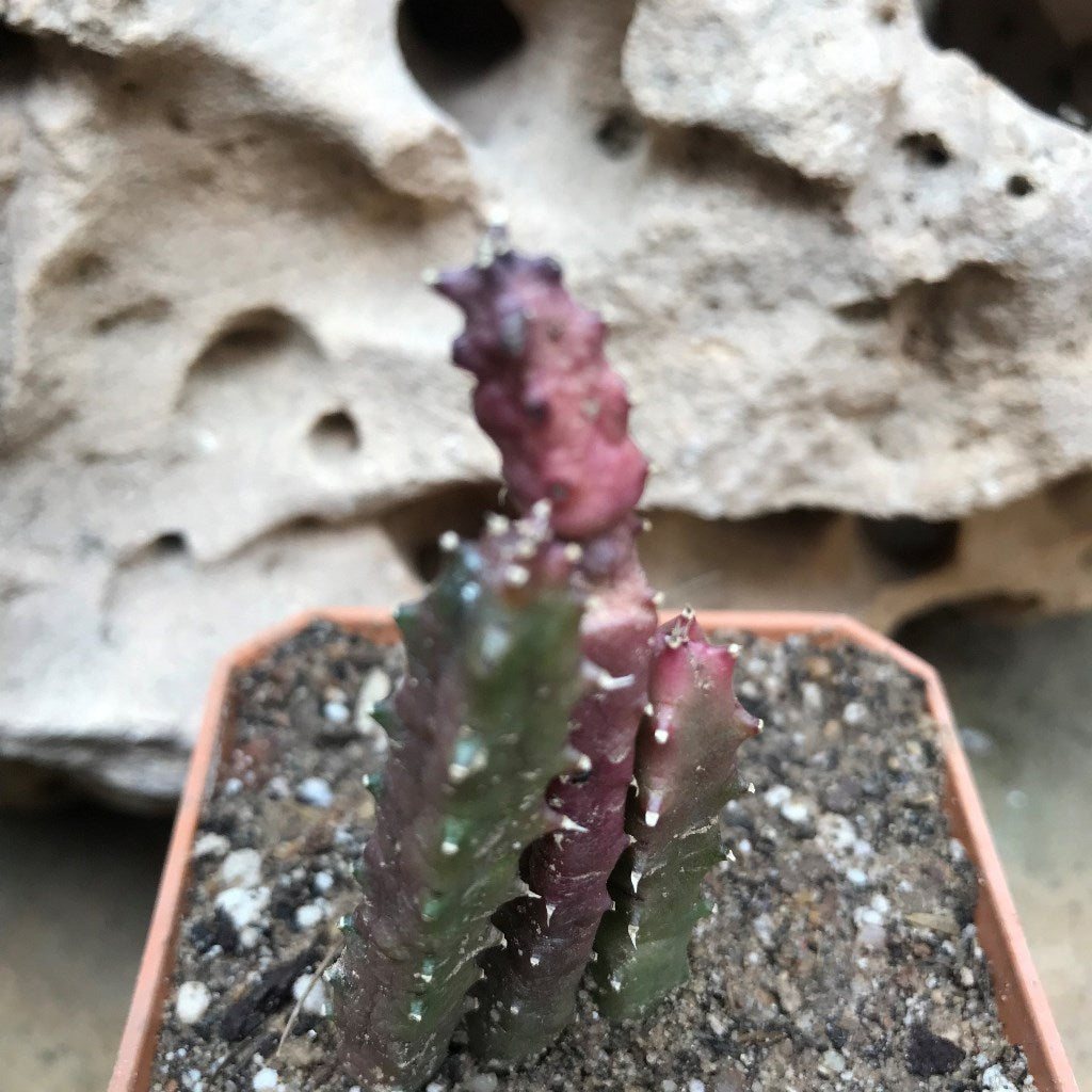 Huernia Hislopii Succulent Plant - myBageecha