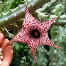 Huernia Hislopii Succulent Plant - myBageecha