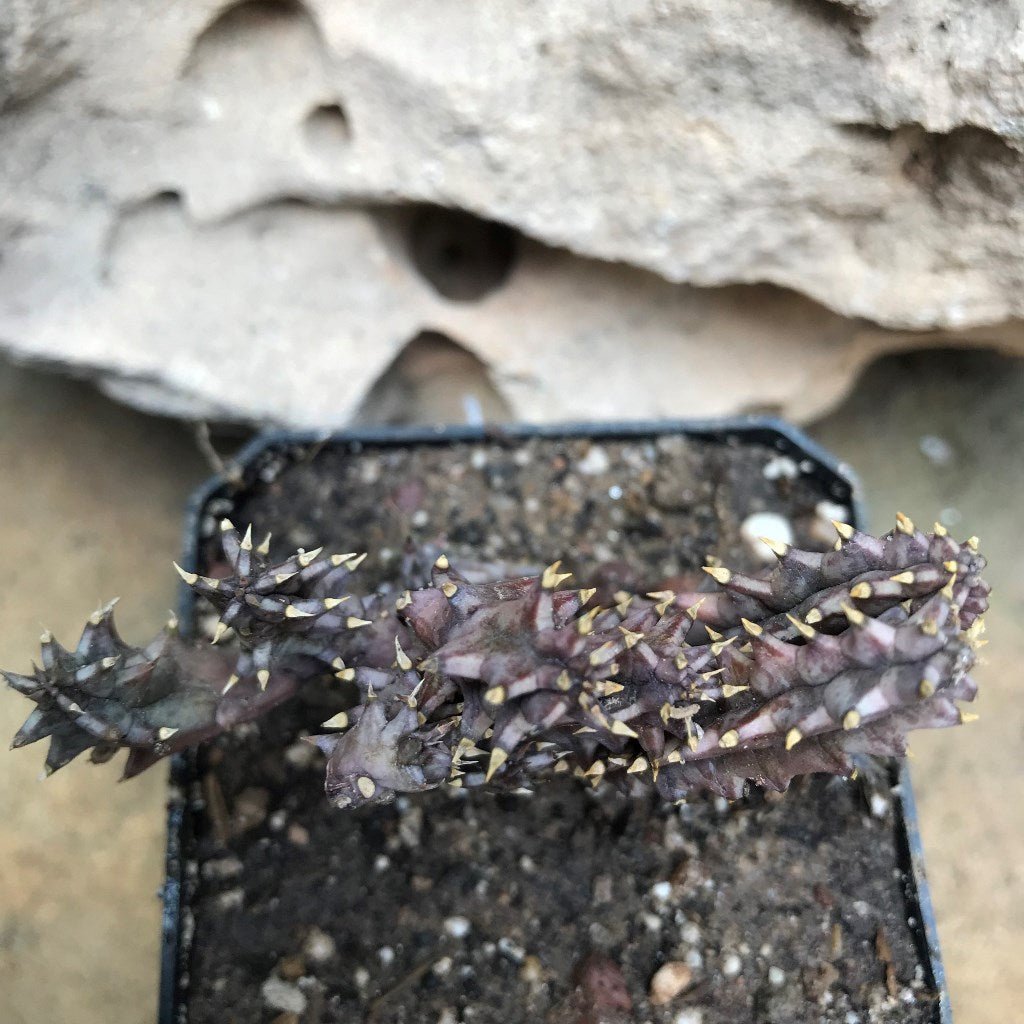 Huernia Hystrix Succulent Plant - myBageecha