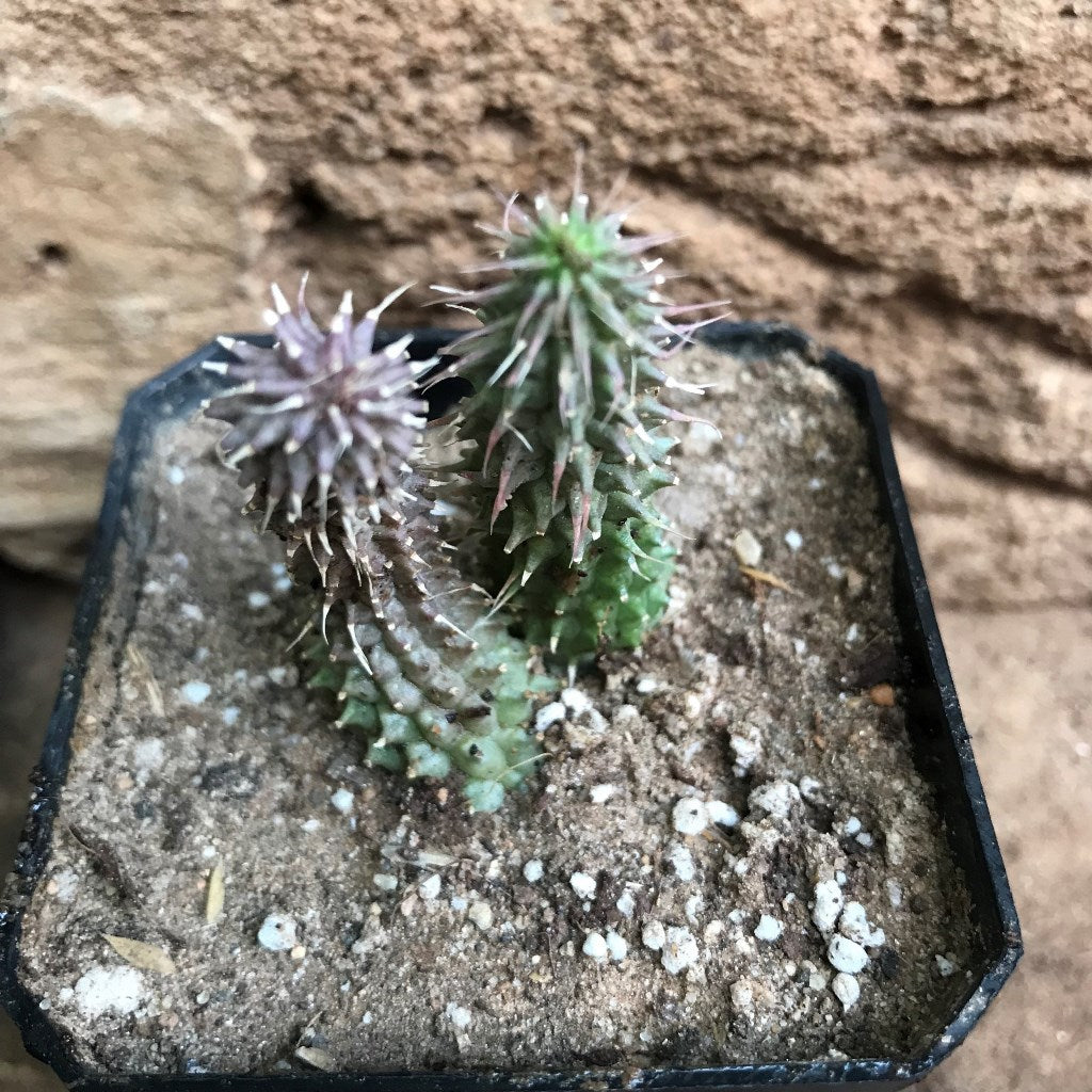 Huernia Pillansii Plant Succulent Plant - myBageecha