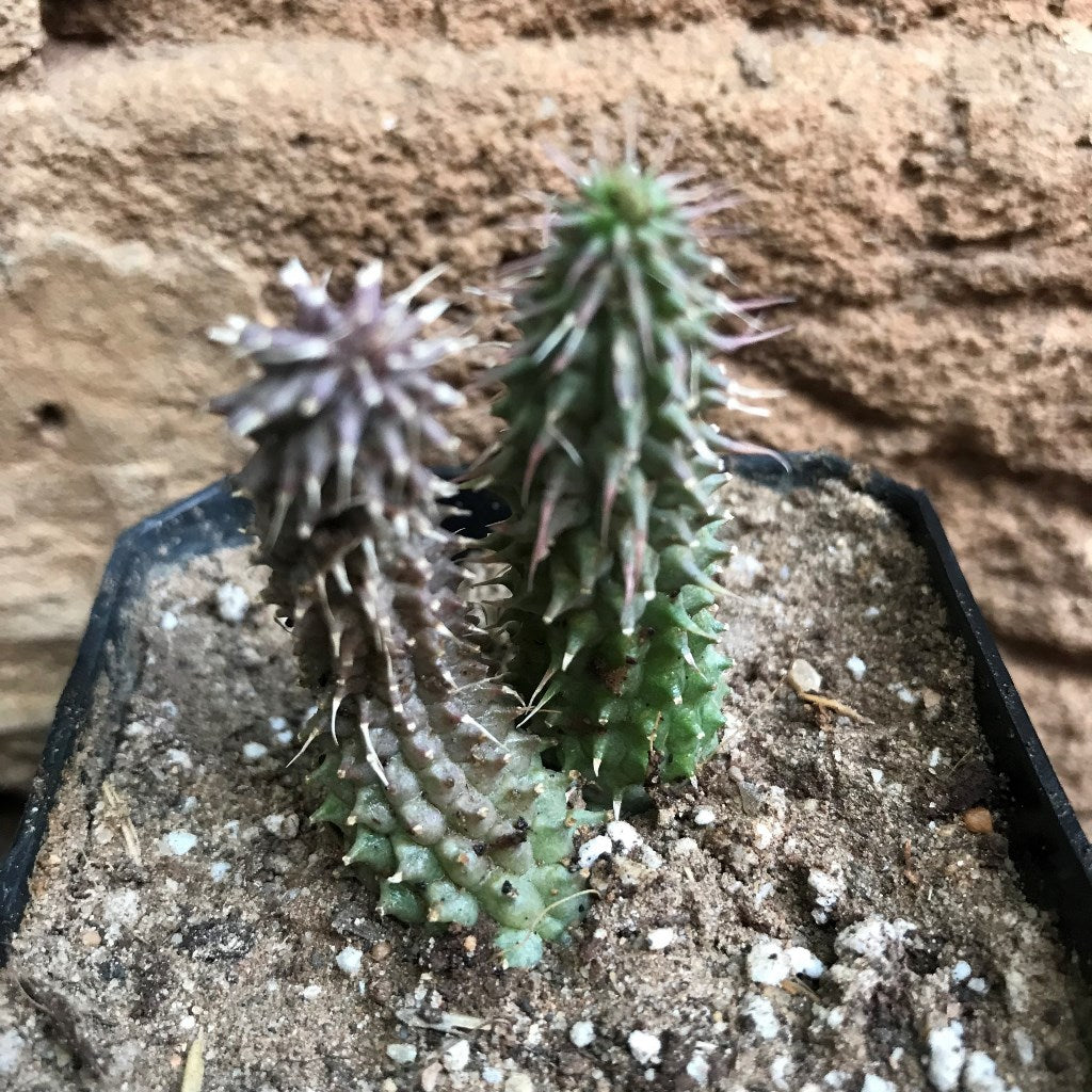 Huernia Pillansii Plant Succulent Plant - myBageecha