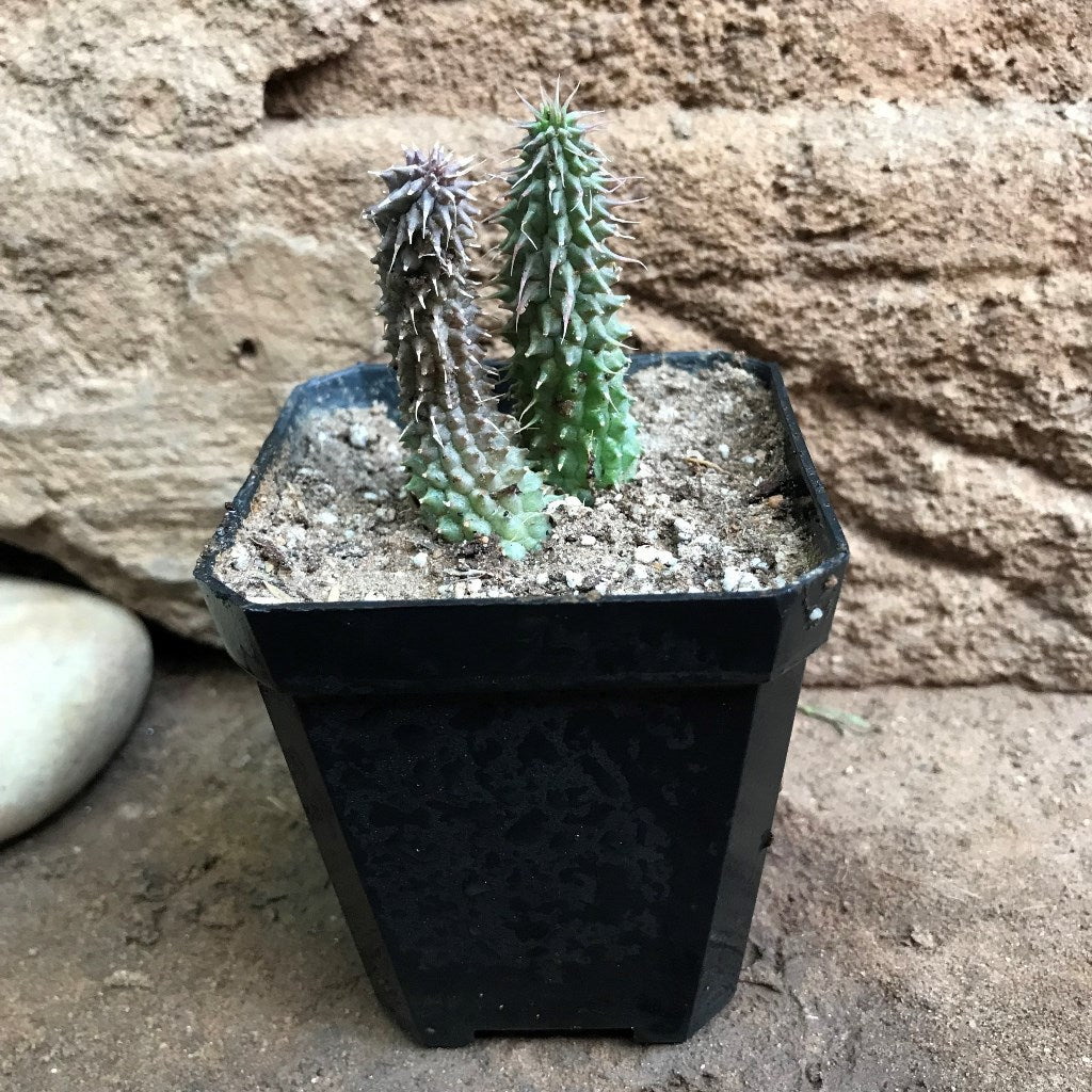 Huernia Pillansii Plant Succulent Plant - myBageecha